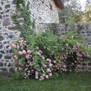 rosier ancien en fleurs rose sur de longues tiges tombantes, implanté à l'angle d'une chaumière avec des murs en pierre jointés de chaux